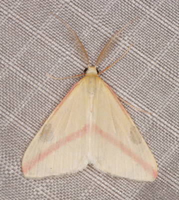 /filer/webapps/moths/media/images/S/sacraria_Rhodometra_M_Heyns_01.jpg