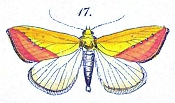 /filer/webapps/moths/media/images/S/sacraria_Thalpochares_HT_Felder_1875_108-17.jpg