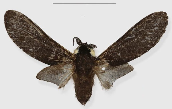 /filer/webapps/moths/media/images/S/safiani_Casphalia_HT_ISEAa.jpg