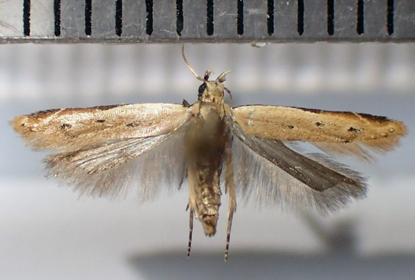 /filer/webapps/moths/media/images/S/safranella_Mesophleps_AF_Bippus.jpg