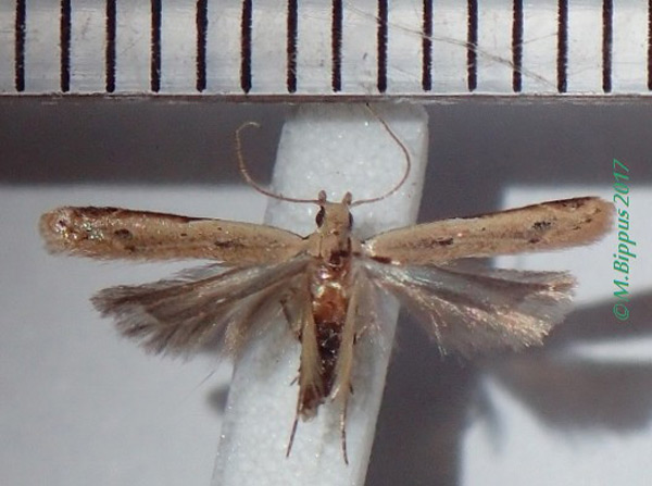 /filer/webapps/moths/media/images/S/safranella_Mesophleps_AM_Bippus.jpg