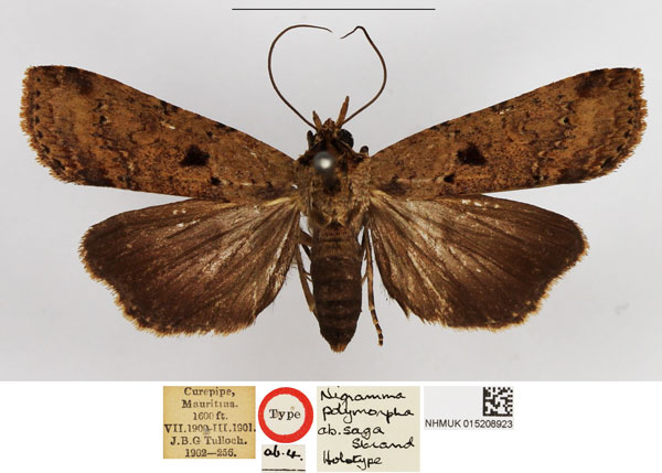 /filer/webapps/moths/media/images/S/saga_Nigramma_HT_NHMUK.jpg