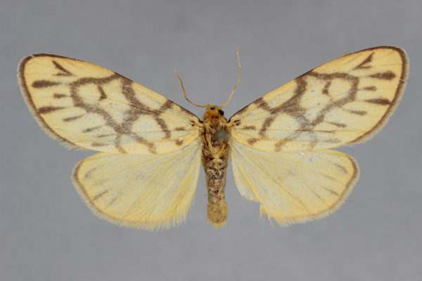 /filer/webapps/moths/media/images/S/sagenaria_Asura_A_BMNH.jpg