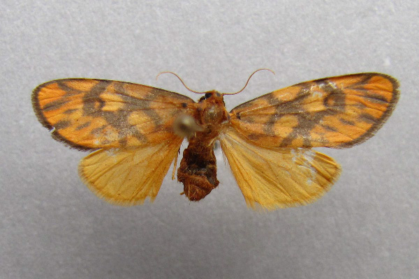 /filer/webapps/moths/media/images/S/sagenaria_Asura_A_Baron.jpg