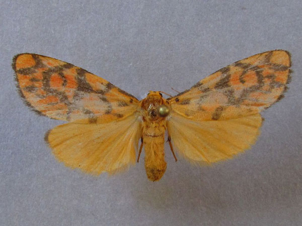 /filer/webapps/moths/media/images/S/sagenaria_Asura_A_Baron_01.jpg