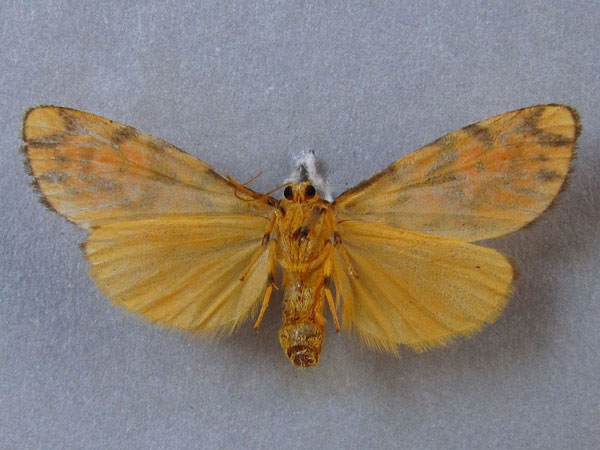 /filer/webapps/moths/media/images/S/sagenaria_Asura_A_Baron_02.jpg