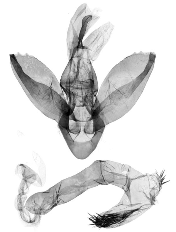 /filer/webapps/moths/media/images/S/sagenaria_Setina_GMPLT_SNHM_11085.jpg