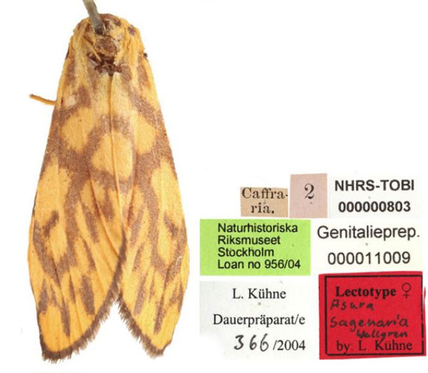 /filer/webapps/moths/media/images/S/sagenaria_Setina_LT_SNHM.jpg