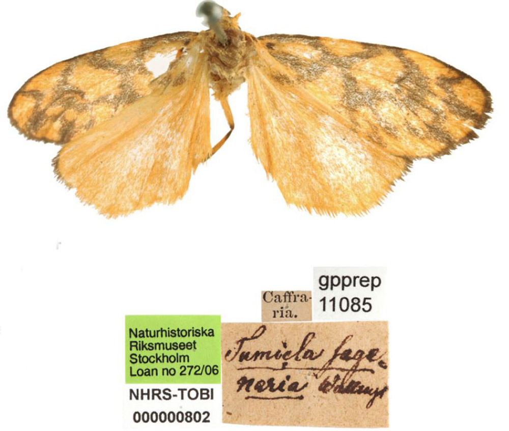 /filer/webapps/moths/media/images/S/sagenaria_Setina_PLT_SNHM.jpg
