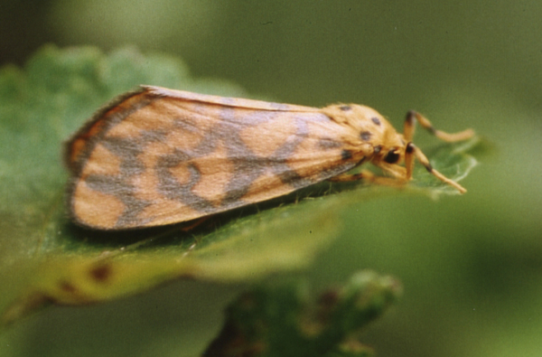 /filer/webapps/moths/media/images/S/sagenaria_Tumicia_A_Roalnd_01.jpg
