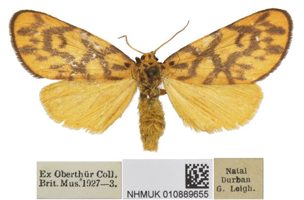 /filer/webapps/moths/media/images/S/sagenaria_Tumicla_AF_BMNH.jpg