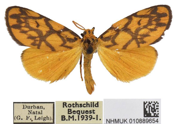 /filer/webapps/moths/media/images/S/sagenaria_Tumicla_AM_BMNH.jpg