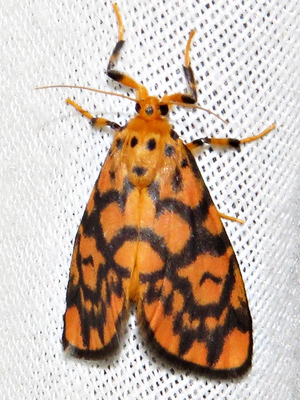 /filer/webapps/moths/media/images/S/sagenaria_Tumicla_A_Braun_13.jpg