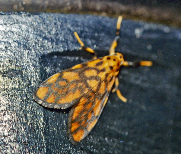 /filer/webapps/moths/media/images/S/sagenaria_Tumicla_A_Roland_01.jpg