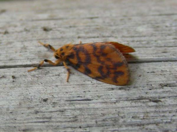 /filer/webapps/moths/media/images/S/sagenaria_Tumicla_A_Waring.jpg