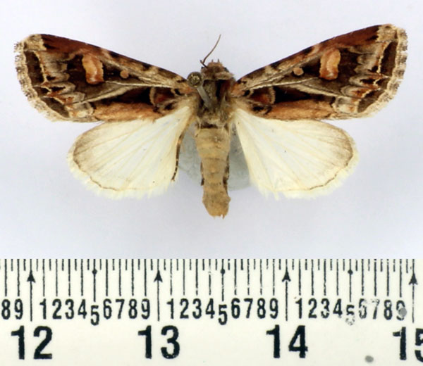 /filer/webapps/moths/media/images/S/sagitta_Aspidifrontia_AF_BMNH.jpg