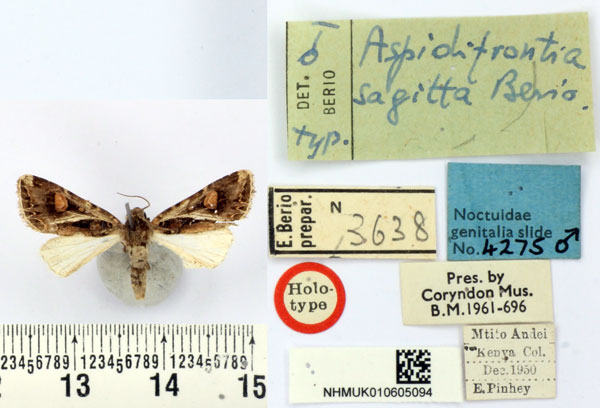 /filer/webapps/moths/media/images/S/sagitta_Aspidifrontia_HT_BMNH.jpg