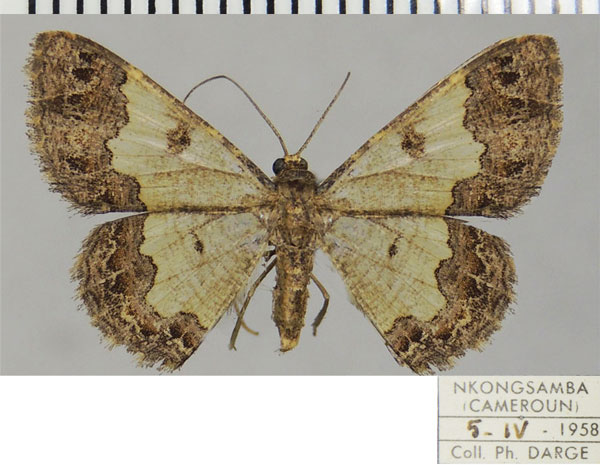 /filer/webapps/moths/media/images/S/sagitta_Zamarada_AF_ZSM.jpg
