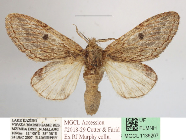 /filer/webapps/moths/media/images/S/sagittata_Desmeocraera_AF_MGCLa_03.JPG