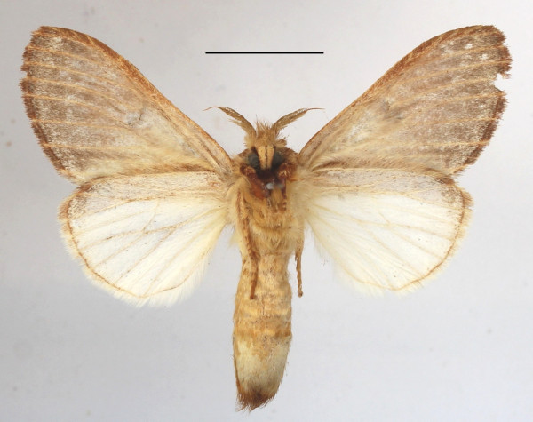 /filer/webapps/moths/media/images/S/sagittata_Desmeocraera_AF_MGCLb_02.JPG