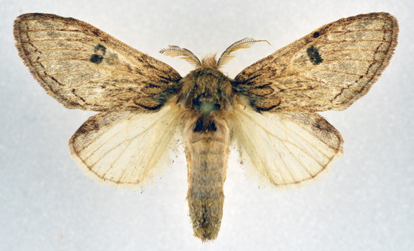 /filer/webapps/moths/media/images/S/sagittata_Desmeocraera_AM_NHMO.jpg