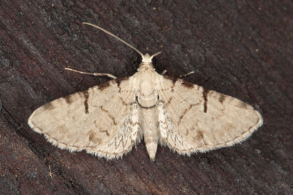 /filer/webapps/moths/media/images/S/sagittata_Eupithecia_A_Heyns.jpg