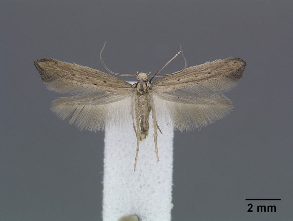 /filer/webapps/moths/media/images/S/sagittella_Ochromolopis_HT_NMK.jpg