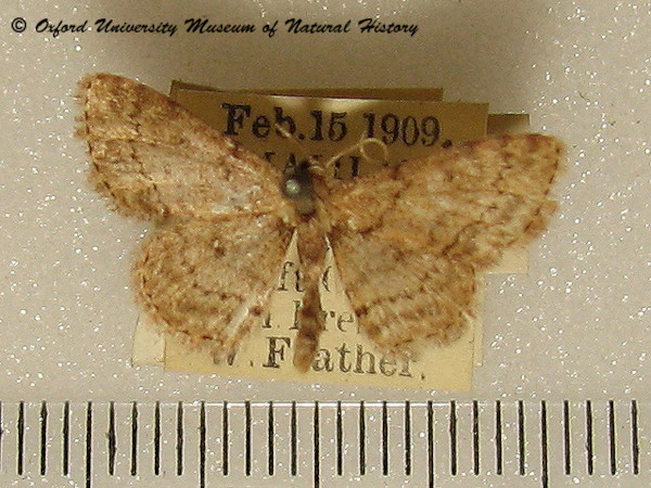 /filer/webapps/moths/media/images/S/sagittilinea_Scopula_A_OUMNH_01.jpg