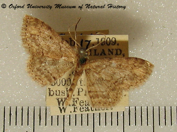 /filer/webapps/moths/media/images/S/sagittilinea_Scopula_A_OUMNH_02.jpg