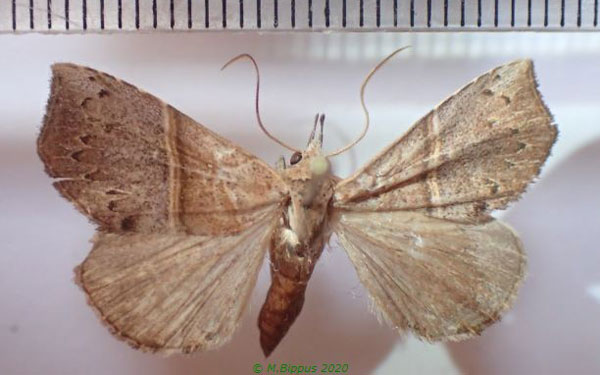 /filer/webapps/moths/media/images/S/sagittula_Zethes_A_Bippus_01.jpg