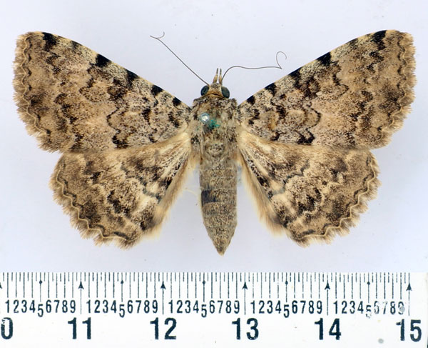 /filer/webapps/moths/media/images/S/sagulata_Beriodesma_AF_BMNH.jpg