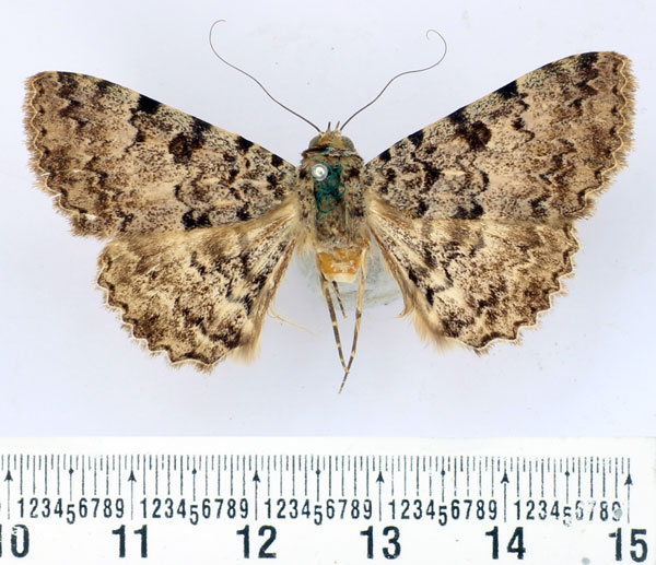 /filer/webapps/moths/media/images/S/sagulata_Beriodesma_AM_BMNH.jpg