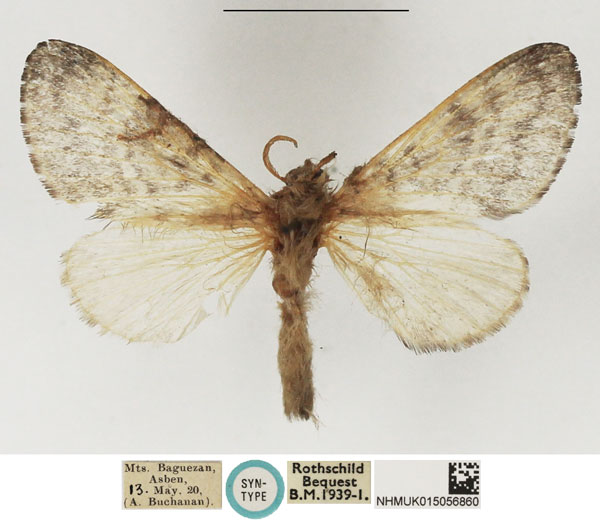/filer/webapps/moths/media/images/S/sahariensis_Anadiasa_STF_NHMUK_02.jpg