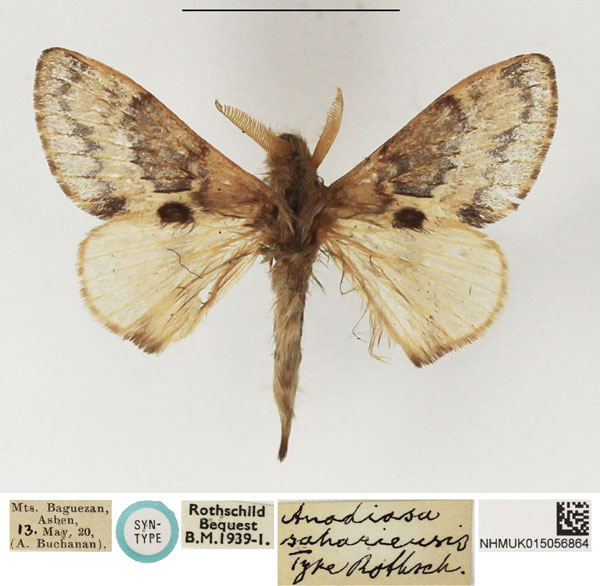 /filer/webapps/moths/media/images/S/sahariensis_Anadiasa_STM_NHMUK_01.jpg