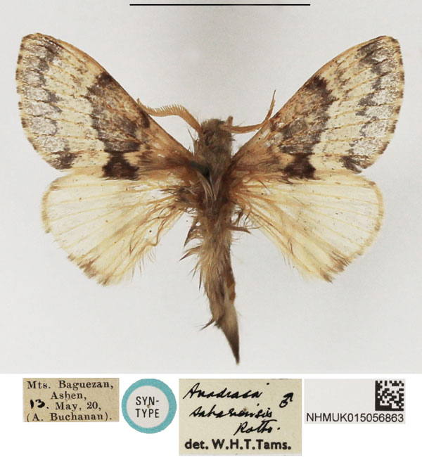 /filer/webapps/moths/media/images/S/sahariensis_Anadiasa_STM_NHMUK_02.jpg