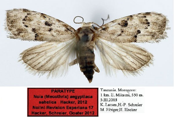 /filer/webapps/moths/media/images/S/sahelica_Nola_PTF_Aulombard_01.jpg