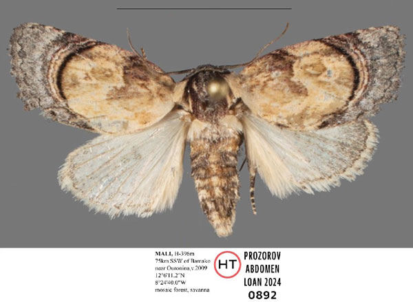 /filer/webapps/moths/media/images/S/sahelica_Paracroria_HT_Mueller.jpg