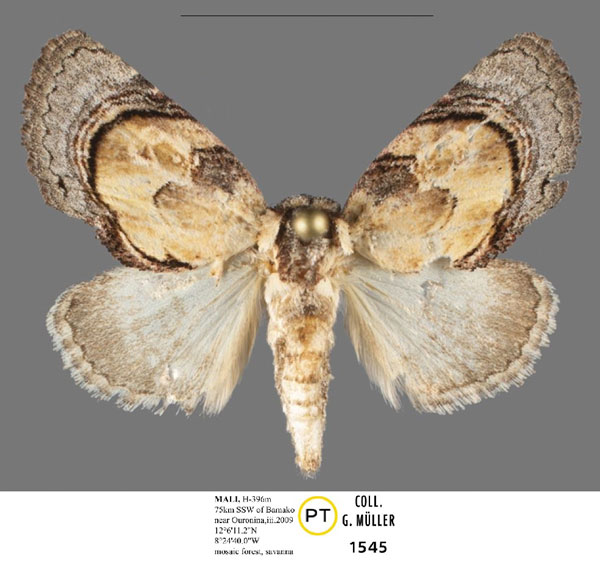 /filer/webapps/moths/media/images/S/sahelica_Paracroria_PTF_Mueller.jpg