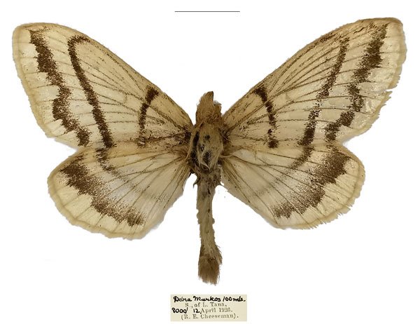 /filer/webapps/moths/media/images/S/sahelica_Philotherma_AT_Basquin.jpg