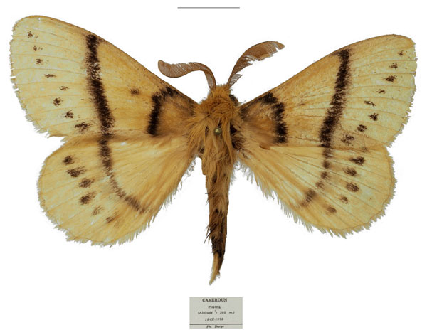 /filer/webapps/moths/media/images/S/sahelica_Philotherma_HT_Basquina.jpg
