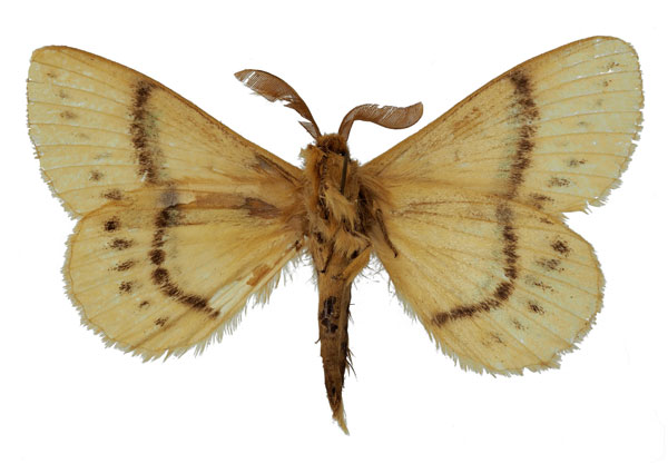 /filer/webapps/moths/media/images/S/sahelica_Philotherma_HT_Basquinb.jpg