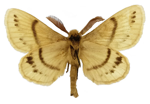 /filer/webapps/moths/media/images/S/sahelica_Philotherma_PTM_Basquinb.jpg