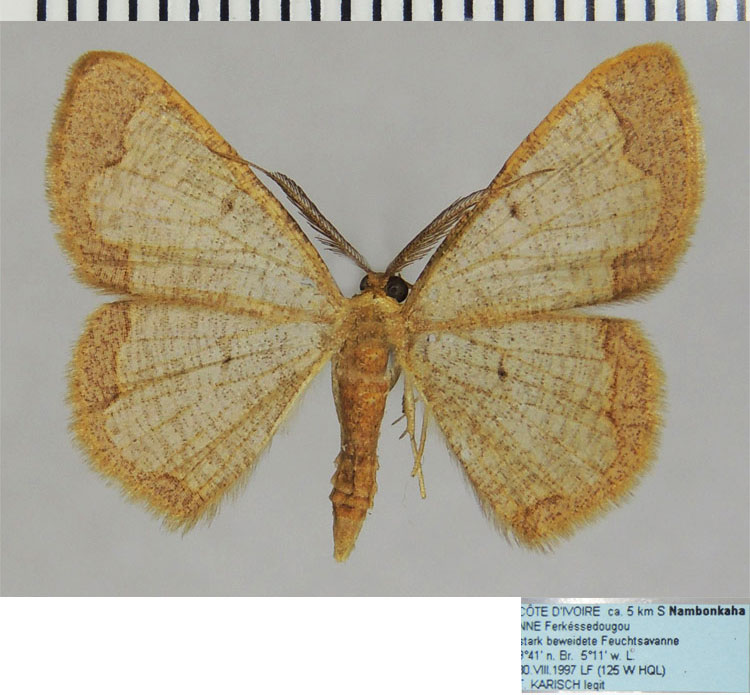 /filer/webapps/moths/media/images/S/sahelica_Zamarada_AM_ZSM.jpg