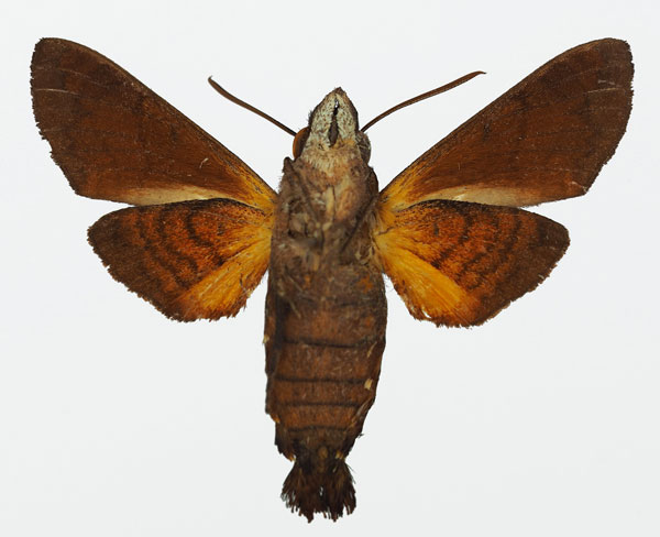 /filer/webapps/moths/media/images/S/sainsoni_Macroglossum_AM_Basquinb.jpg