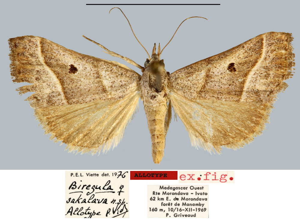 /filer/webapps/moths/media/images/S/sakalava_Biregula_AT_MNHN.jpg