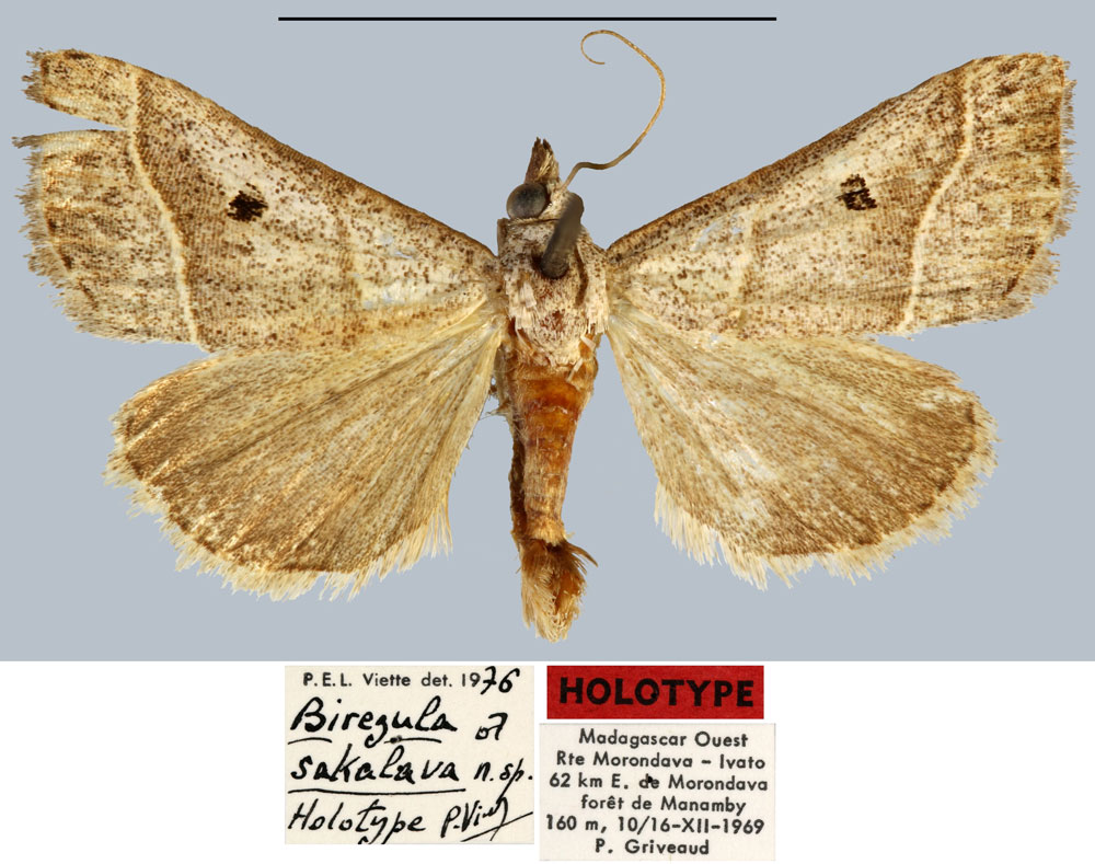 /filer/webapps/moths/media/images/S/sakalava_Biregula_HT_MNHN.jpg
