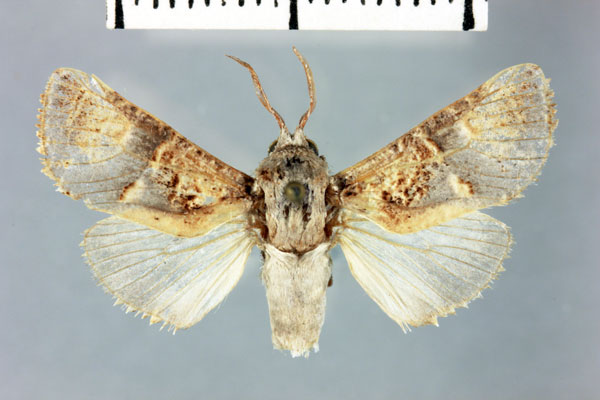 /filer/webapps/moths/media/images/S/sakalava_Cossus_HT_MNHN.jpg