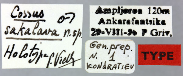 /filer/webapps/moths/media/images/S/sakalava_Cossus_HT_MNHNl.jpg