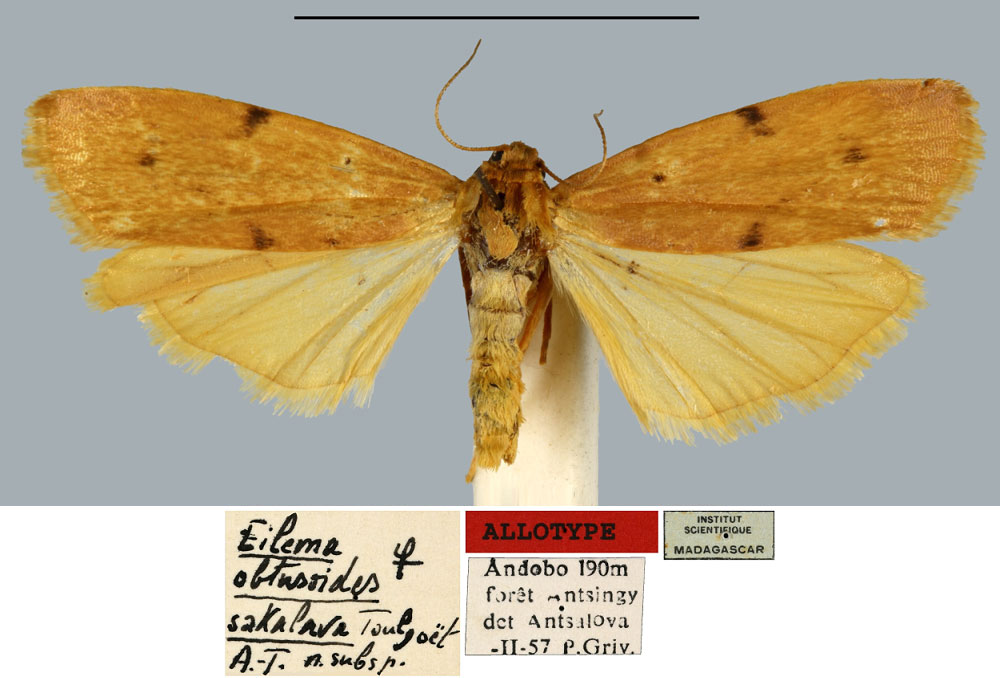 /filer/webapps/moths/media/images/S/sakalava_Eilema_AT_MNHN.jpg