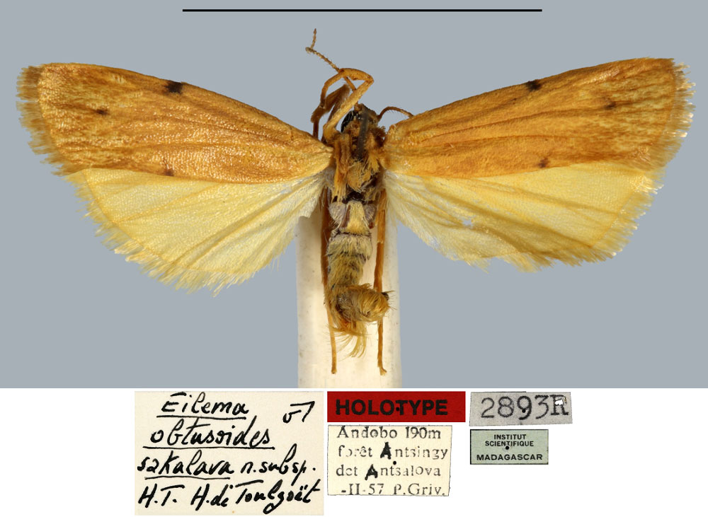 /filer/webapps/moths/media/images/S/sakalava_Eilema_HT_MNHN.jpg
